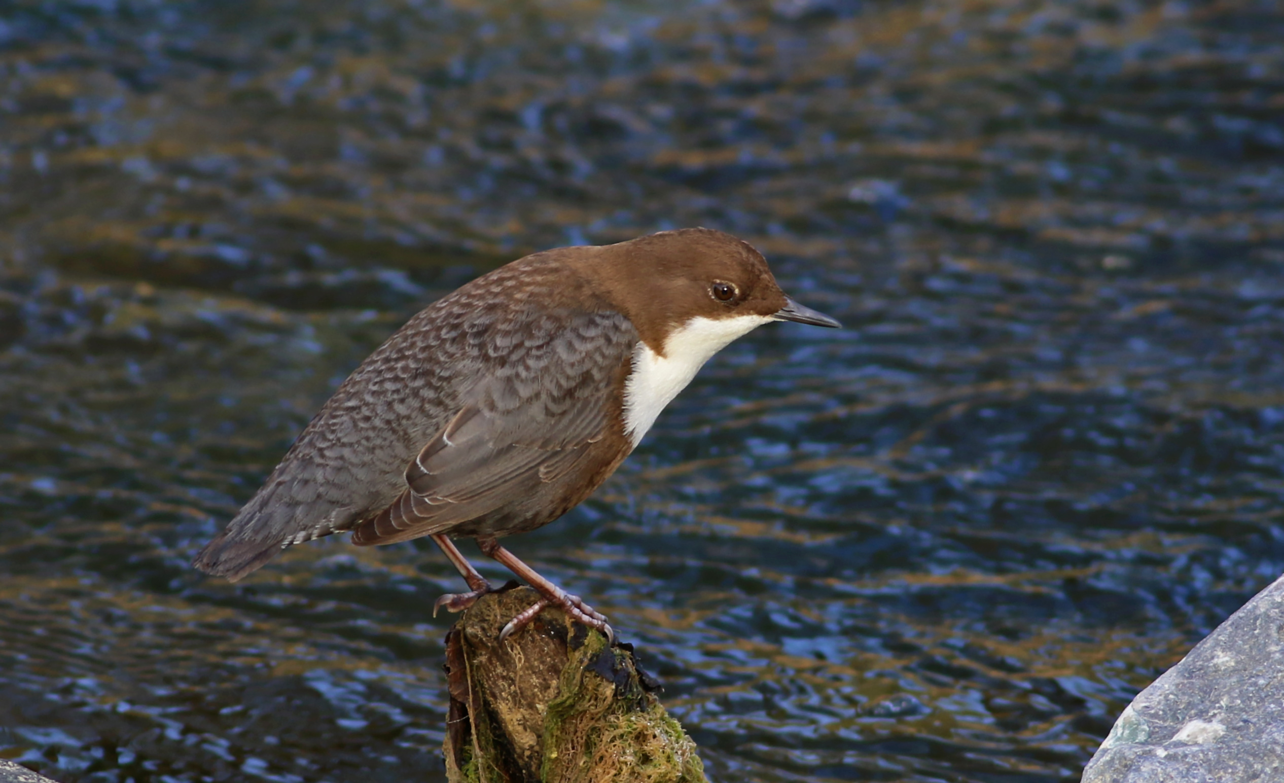 White-throated Dipper